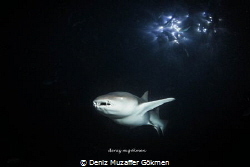 night dive on the spot light by Deniz Muzaffer Gökmen 